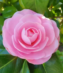 Annelies 02 - Camelia